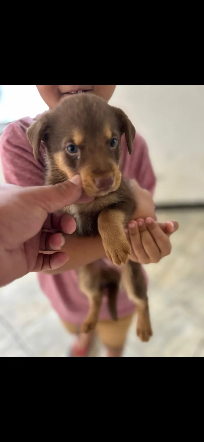 Cachorro raça SRD-ViraLata idade Abaixo de 2 meses nome Lece