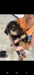 Cachorro raça SRD-ViraLata idade Abaixo de 2 meses nome Lece