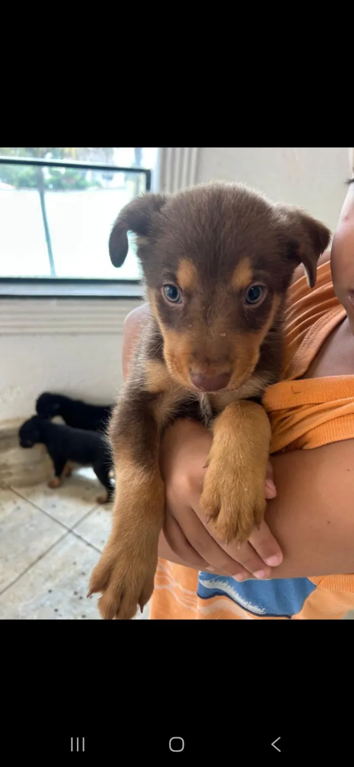 Cachorro raça SRD-ViraLata idade Abaixo de 2 meses nome Lece