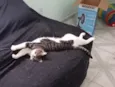 Gato raça SRD-ViraLata idade 1 ano nome Ozzy