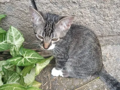 Gato raça SRD-ViraLata idade 2 a 6 meses nome Pernalonga 
