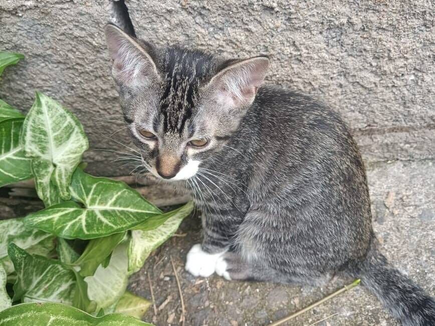 Gato raça SRD-ViraLata idade 2 a 6 meses nome Pernalonga 