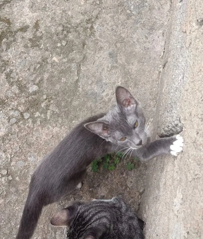 Gato raça SRD-ViraLata idade 2 a 6 meses nome Cigarro 