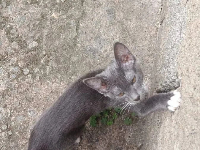 Gato raça SRD-ViraLata idade 2 a 6 meses nome Cigarro 