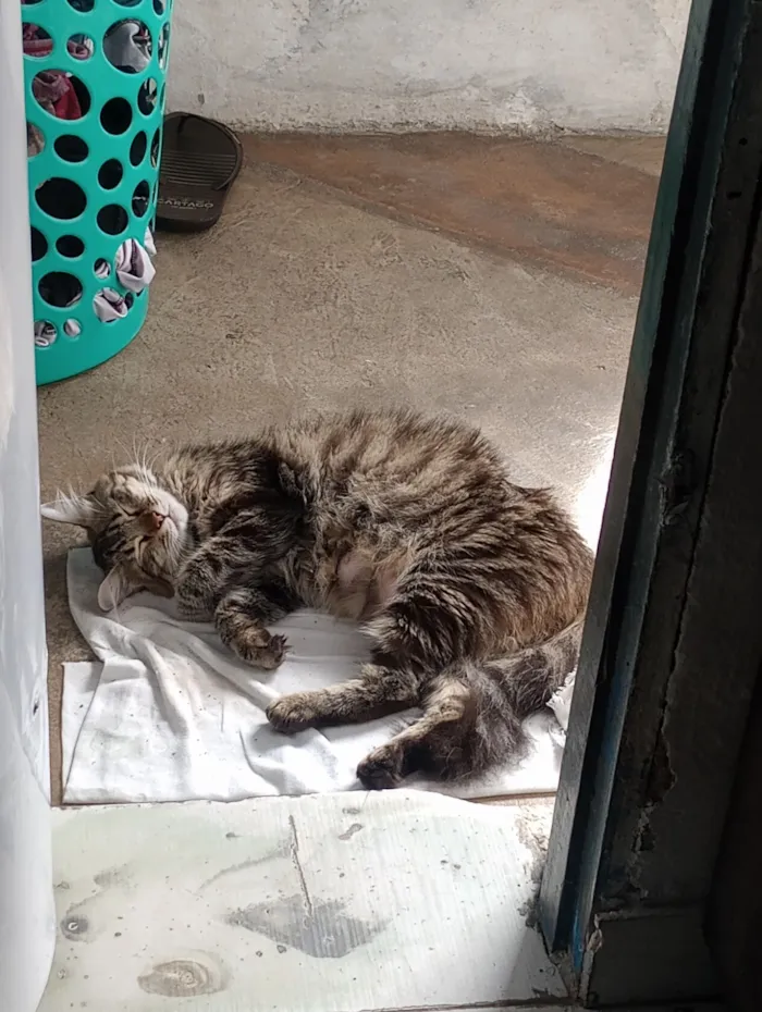 Gato raça SRD-ViraLata idade 1 ano nome Mavie (meivie)