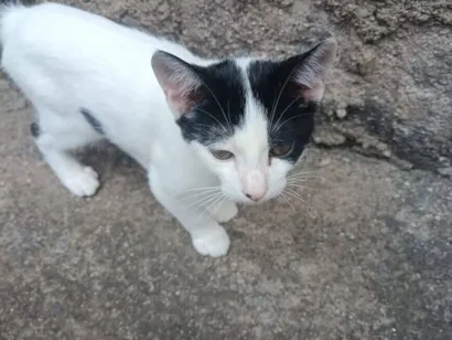 Gato raça SRD-ViraLata idade 2 a 6 meses nome Dálmata 
