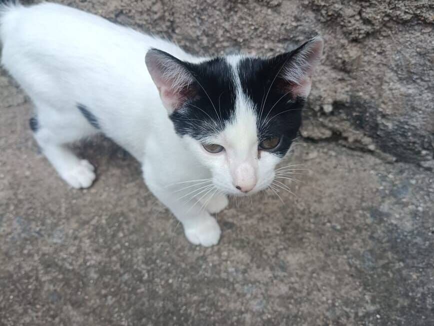Gato raça SRD-ViraLata idade 2 a 6 meses nome Dálmata 