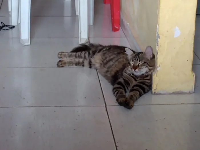 Gato raça SRD-ViraLata idade 1 ano nome Mavie (meivie)