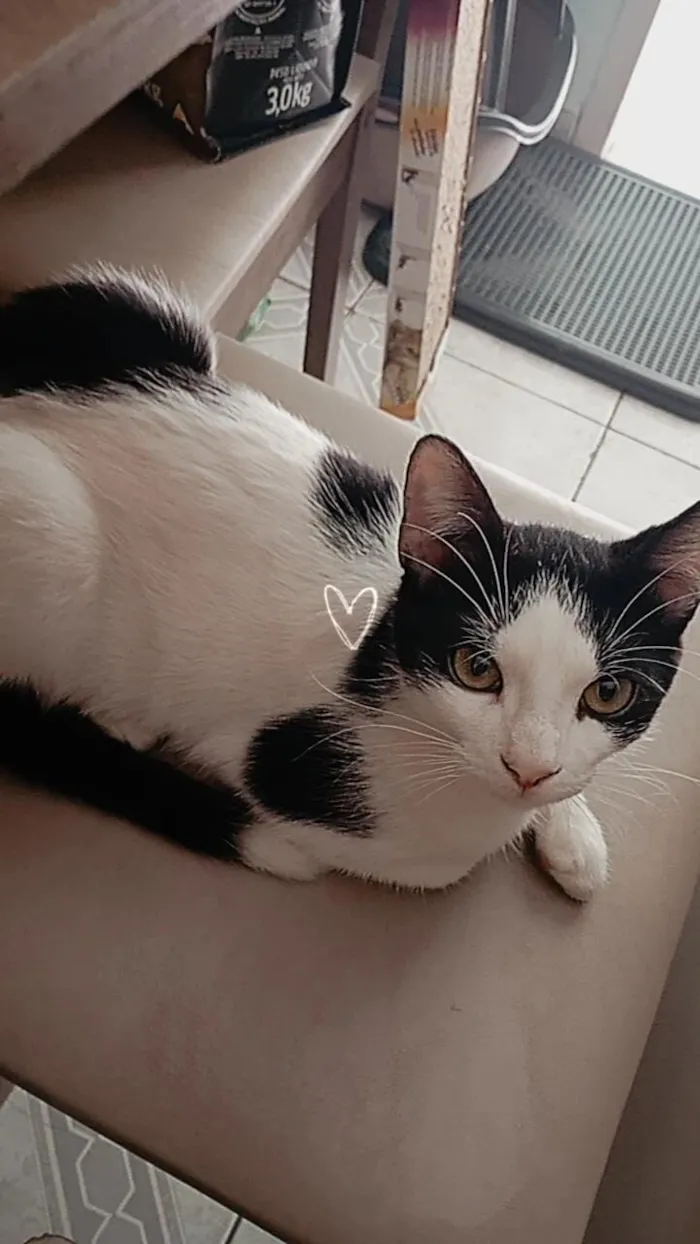 Gato raça SRD-ViraLata idade 1 ano nome Abel