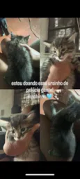 Gato raça SRD-ViraLata idade 2 a 6 meses nome Mia