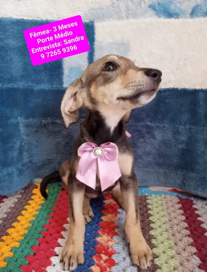 Cachorro raça SRD-ViraLata idade 2 a 6 meses nome Maria Antonieta 