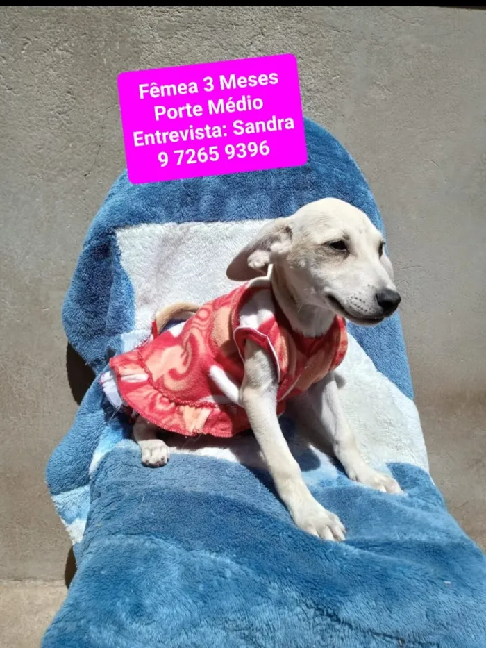 Cachorro raça SRD-ViraLata idade 2 a 6 meses nome Claudinha 