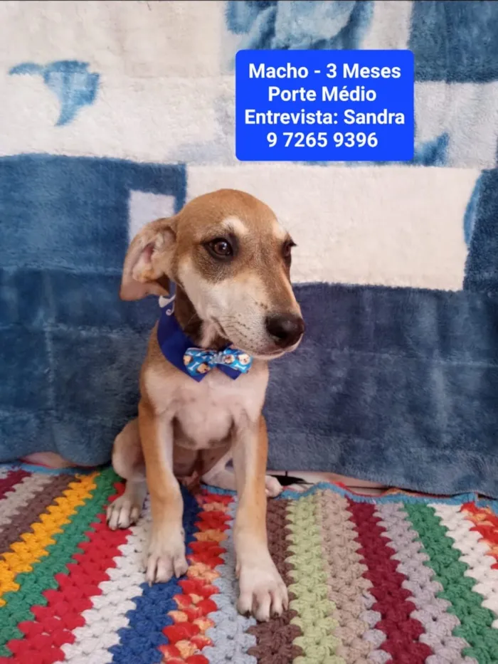 Cachorro raça SRD-ViraLata idade 2 a 6 meses nome Rogerinho