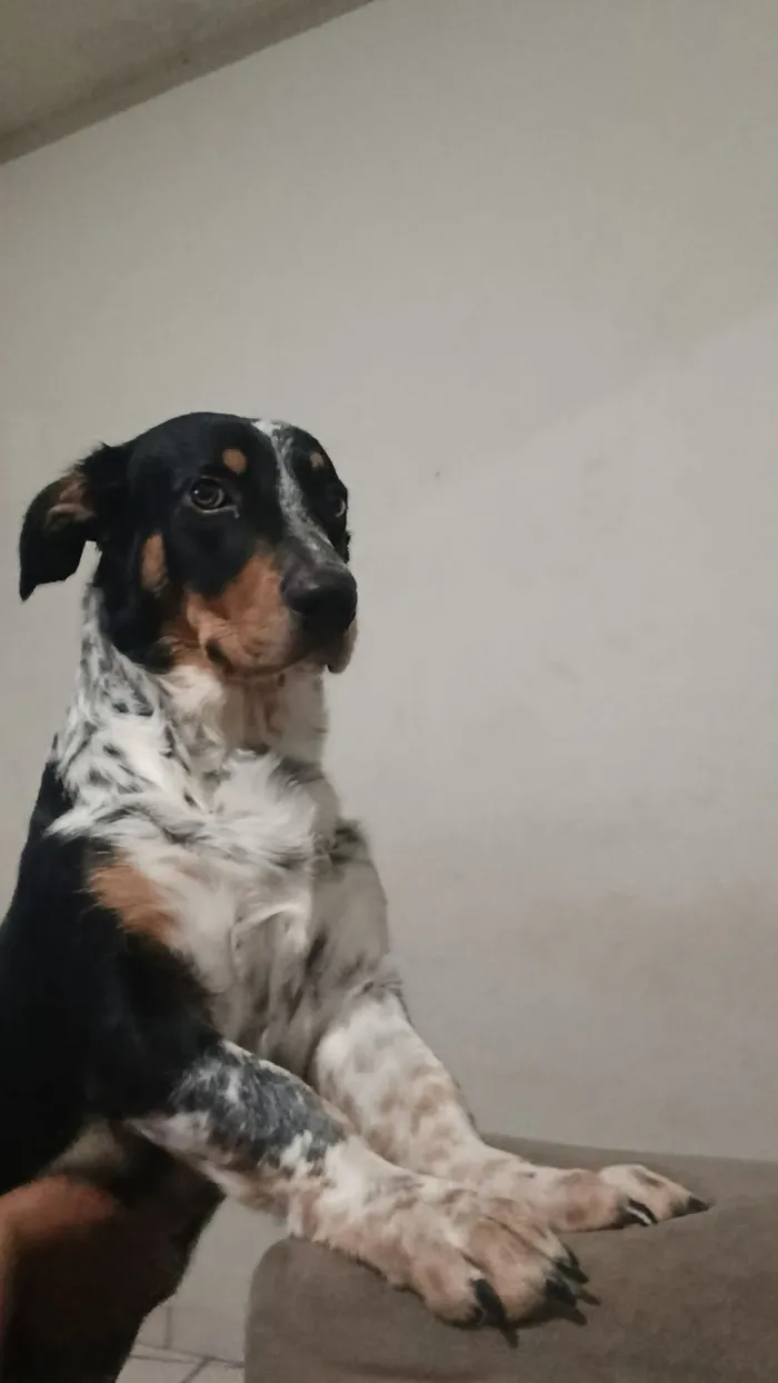 Cachorro raça SRD-ViraLata idade 2 a 6 meses nome Snow