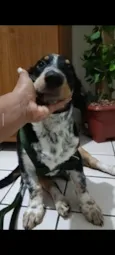 Cachorro raça SRD-ViraLata idade 2 a 6 meses nome Snow