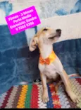Cachorro raça SRD-ViraLata idade 2 a 6 meses nome Maria Joaquina