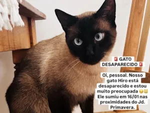 Gato raça Siamês idade 2 anos nome Hiro