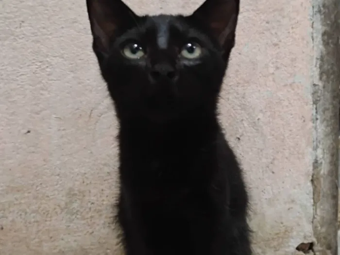 Gato raça SRD-ViraLata idade 2 a 6 meses nome Cacau 