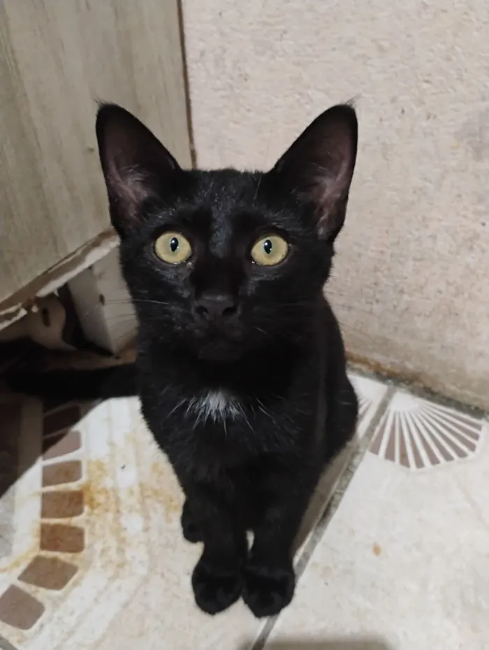 Gato raça SRD-ViraLata idade 2 a 6 meses nome Pandora 