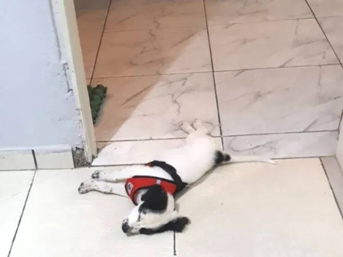 Cachorro raça SRD-ViraLata idade 2 a 6 meses nome Rookie