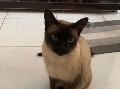 Gato raça Siamês idade 4 anos nome Nicky 