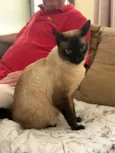 Gato raça Siamês idade 4 anos nome Nicky 
