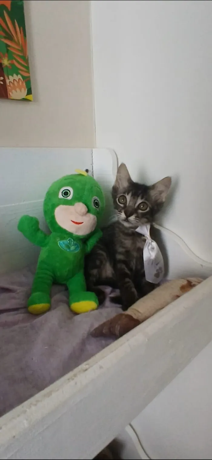 Gato raça SRD-ViraLata idade 2 a 6 meses nome Rick 