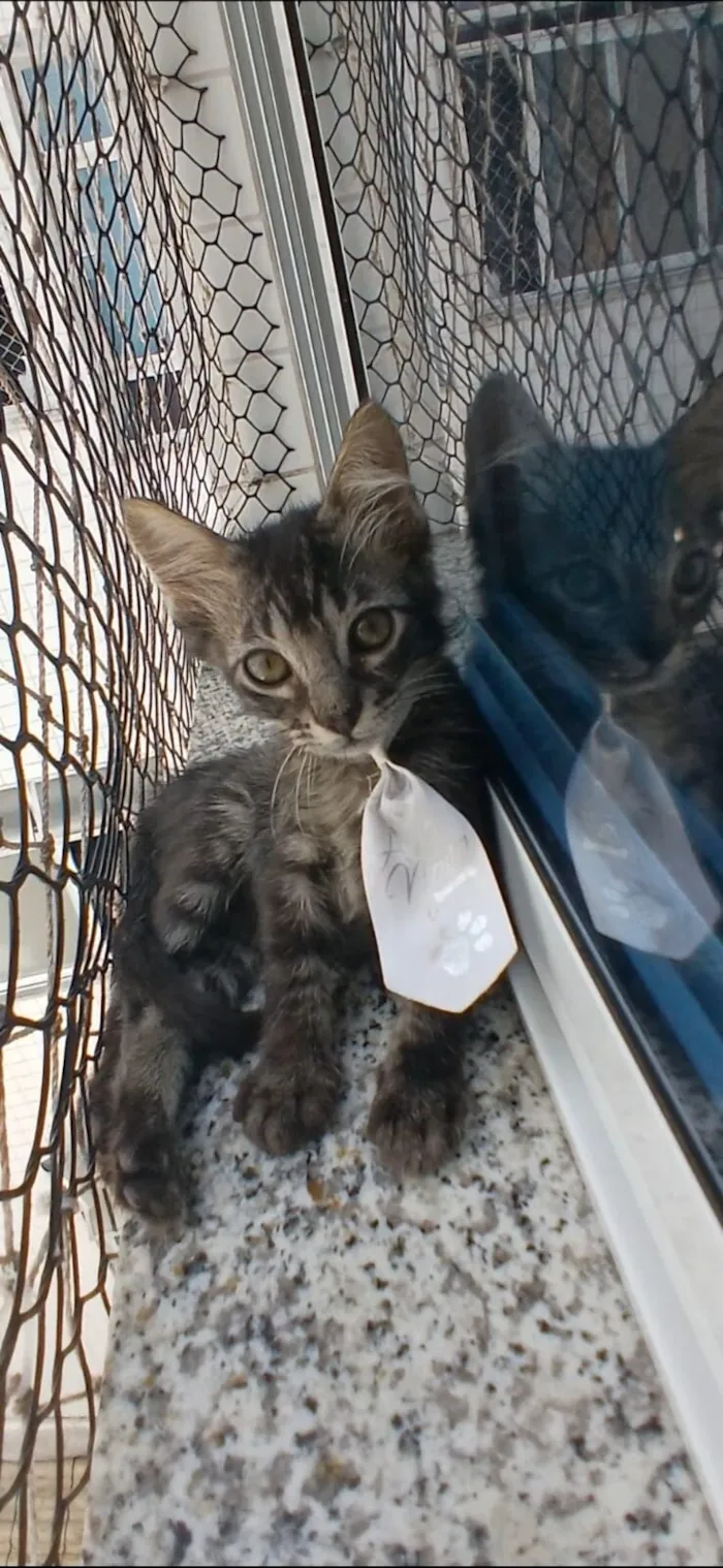 Gato raça SRD-ViraLata idade 2 a 6 meses nome Rick 