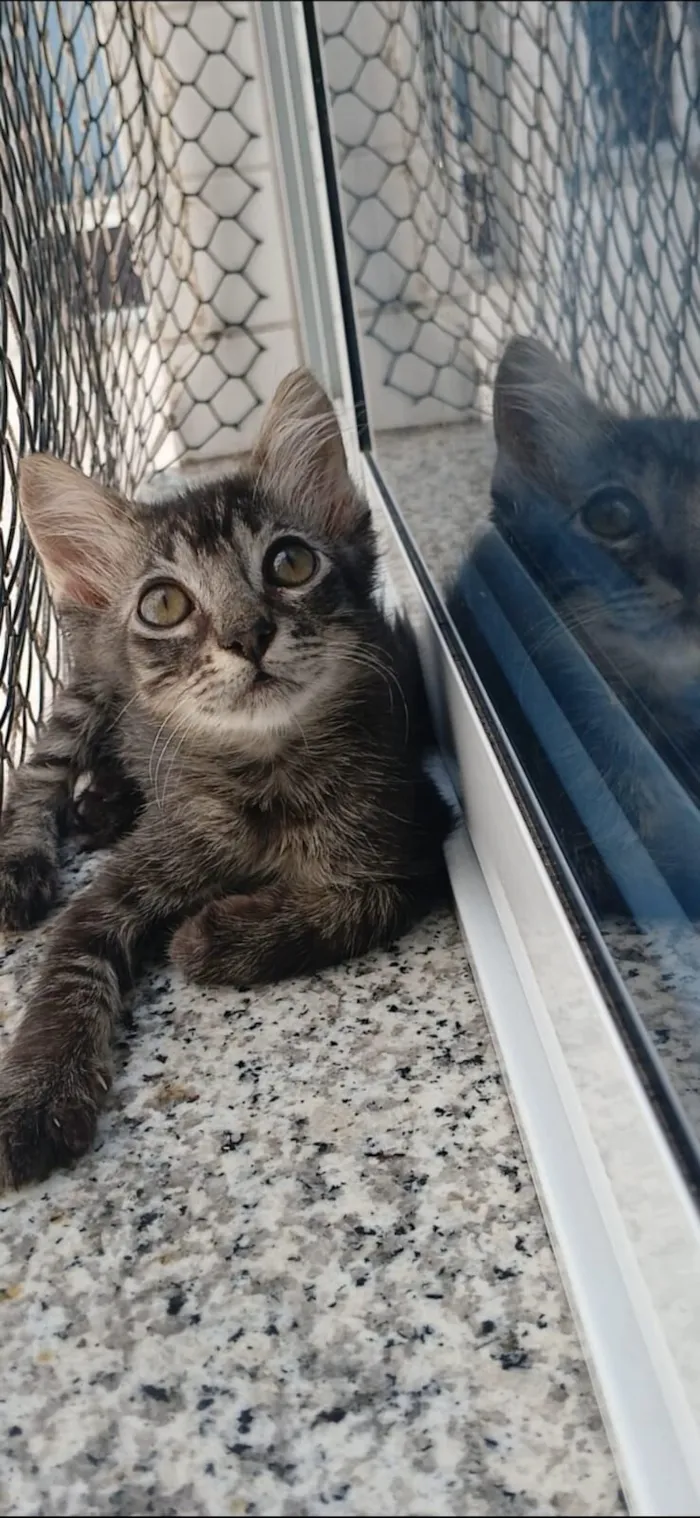 Gato raça SRD-ViraLata idade 2 a 6 meses nome Rick 