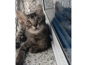 Gato raça SRD-ViraLata idade 2 a 6 meses nome Rick 