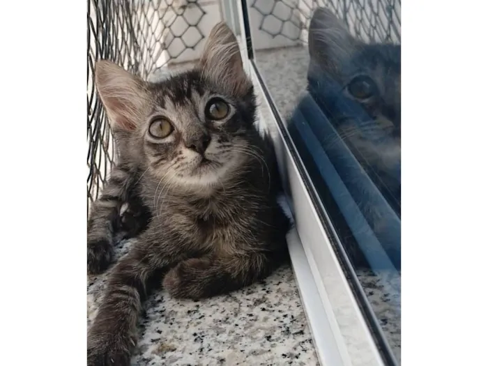 Gato raça SRD-ViraLata idade 2 a 6 meses nome Rick 
