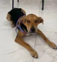 Cachorro raça SRD-ViraLata idade 2 a 6 meses nome SEM NOME 