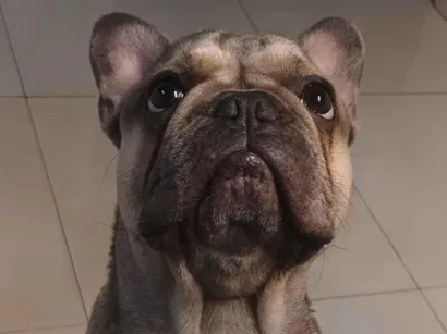 Cachorro raça Bulldog idade 7 a 11 meses nome Freddy 