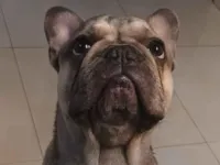 Cachorro raça Bulldog idade 7 a 11 meses nome Freddy 