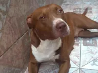 Cachorro raça Pit-Bull idade 5 anos nome Kiara 