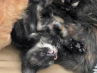 Gato raça SRD-ViraLata idade Abaixo de 2 meses nome Não definido 