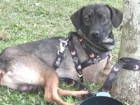 Cachorro raça SRD-ViraLata idade 1 ano nome Alvim 