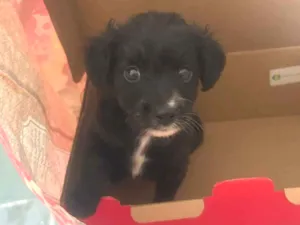 Cachorro raça SRD-ViraLata idade Abaixo de 2 meses nome Sem nome