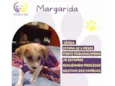 Margarida 