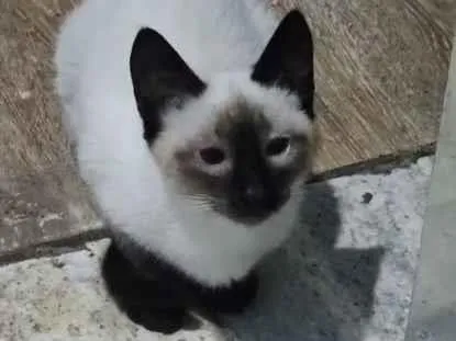 Gato raça Siamês idade 2 a 6 meses nome duquesa