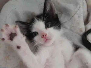 Gato raça SRD-ViraLata idade 2 a 6 meses nome Frajolinha