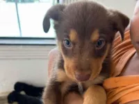 Cachorro raça SRD-ViraLata idade Abaixo de 2 meses nome Lece