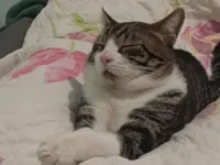 Gato raça SRD-ViraLata idade 1 ano nome Ozzy