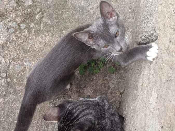 Gato raça SRD-ViraLata idade 2 a 6 meses nome Cigarro 