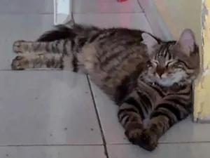 Gato raça SRD-ViraLata idade 1 ano nome Mavie (meivie)