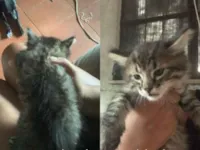 Gato raça SRD-ViraLata idade 2 a 6 meses nome Ursinho