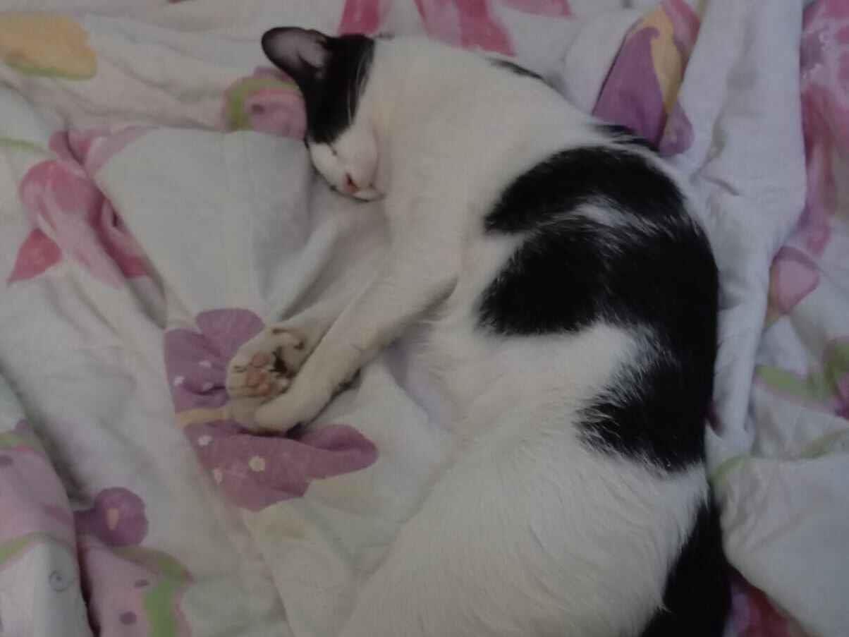 Gato raça SRD-ViraLata idade 1 ano nome Abel