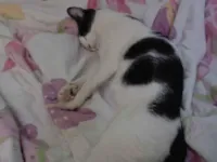 Gato raça SRD-ViraLata idade 1 ano nome Abel