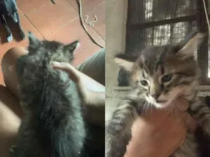 Gato raça SRD-ViraLata idade 2 a 6 meses nome Mia