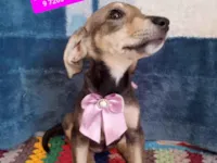Cachorro raça SRD-ViraLata idade 2 a 6 meses nome Maria Antonieta 